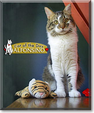 Alfonsino, the Cat of the Day