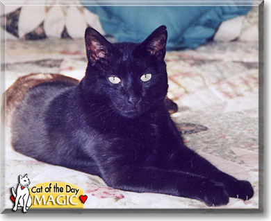 Magic, the Cat of the Day