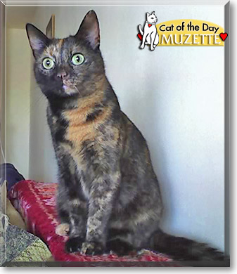 Muzette, the Cat of the Day