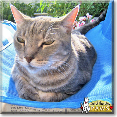 Paws, the Cat of the Day