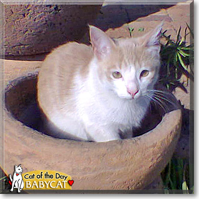 Babycat, the Cat of the Day