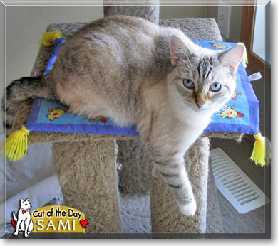 Sami, the Cat of the Day