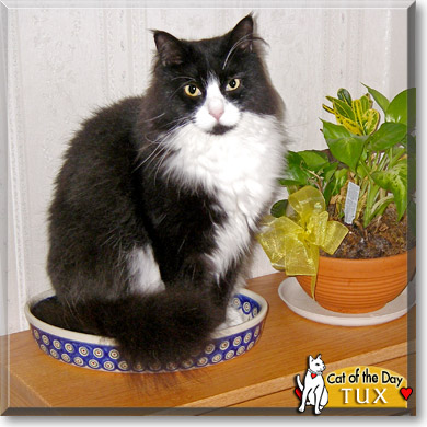 Tux, the Cat of the Day