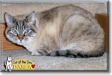 Darla, the Cat of the Day