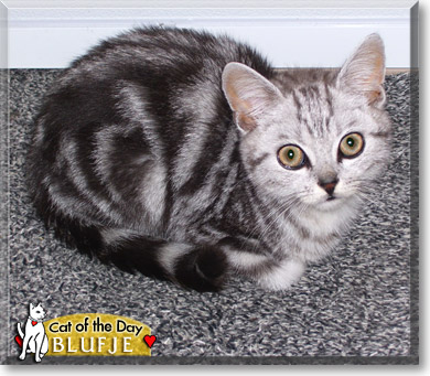 Blufje, the Cat of the Day