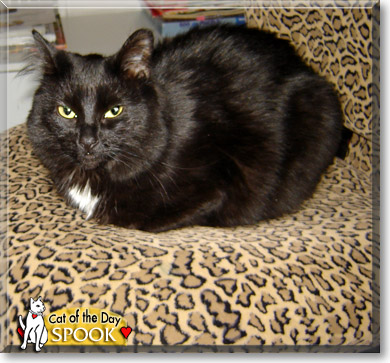 Spook, the Cat of the Day