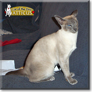 Atticus, the Cat of the Day