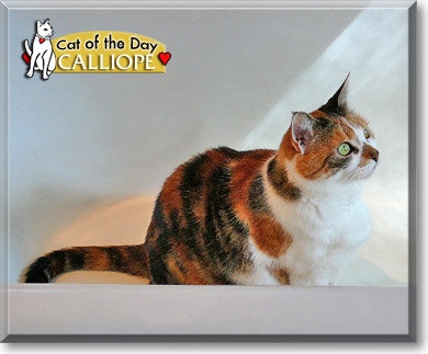 Calliope, the Cat of the Day