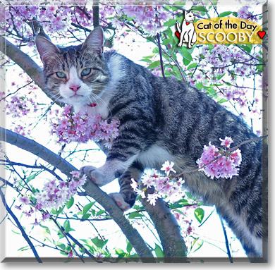 Scooby, the Cat of the Day