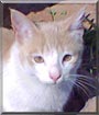 Babycat