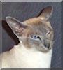 Atticus