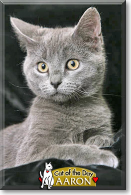 Aaron, the Cat of the Day