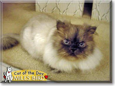 Miles Bird, the Cat of the Day