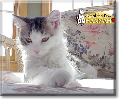 Hannah, the Cat of the Day