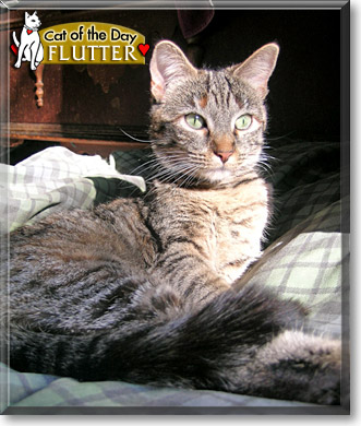 Flutter, the Cat of the Day