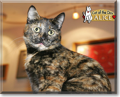 Alice, the Cat of the Day