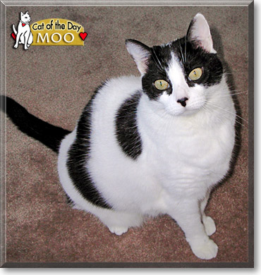 Moo, the Cat of the Day