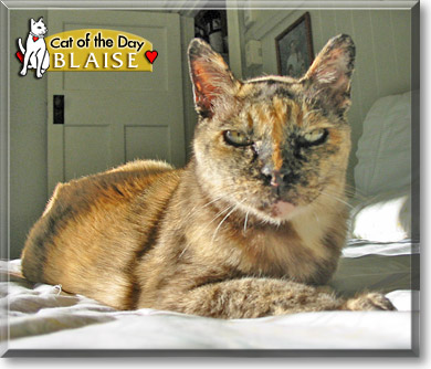 Blaise, the Cat of the Day