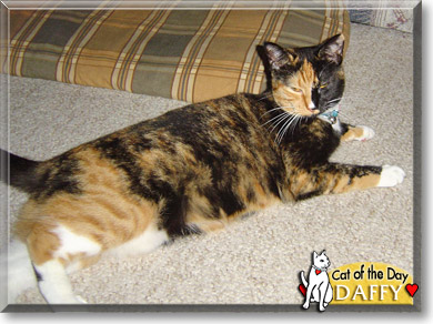 Daffy, the Cat of the Day