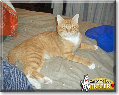 Tigger, the Cat of the Day