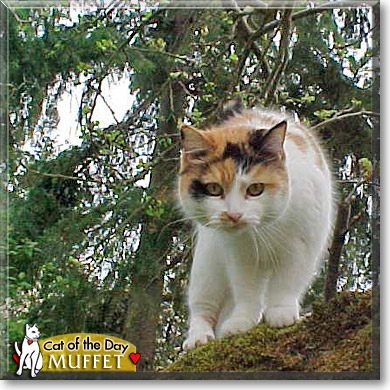 Muffet, the Cat of the Day