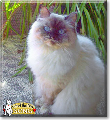 Song, the Cat of the Day