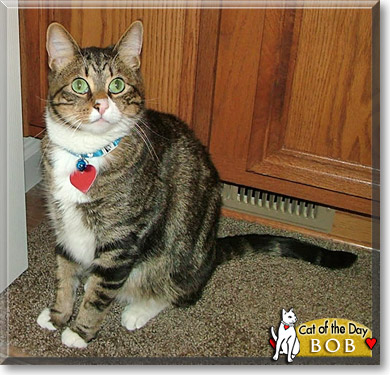 Bob, the Cat of the Day
