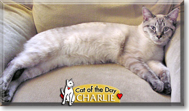 Charlie, the Cat of the Day