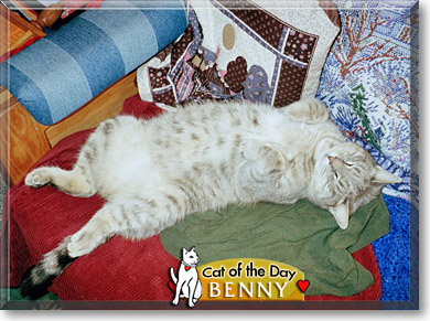 Benny, the Cat of the Day