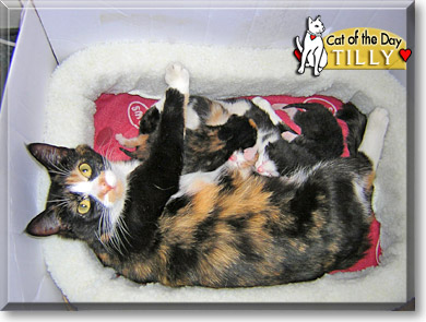Tilly, the Cat of the Day