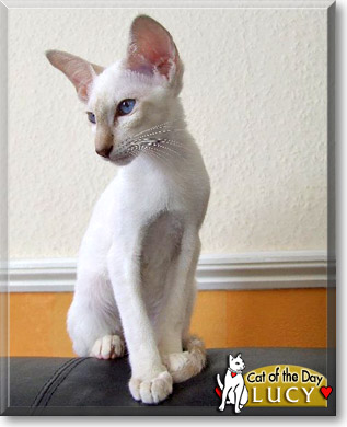 Lucy, the Cat of the Day