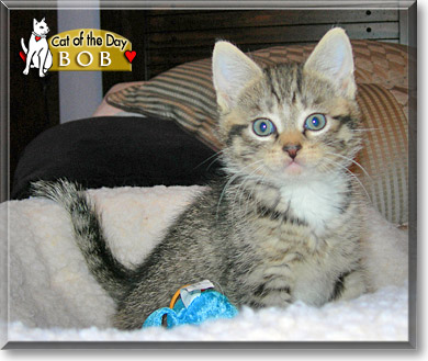 Bob, the Cat of the Day