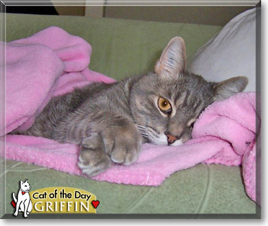 Griffin, the Cat of the Day