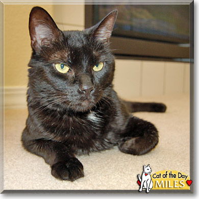 Miles, the Cat of the Day