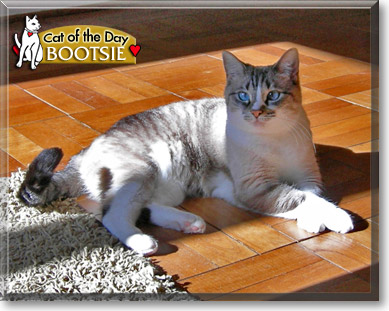 Bootsie, the Cat of the Day