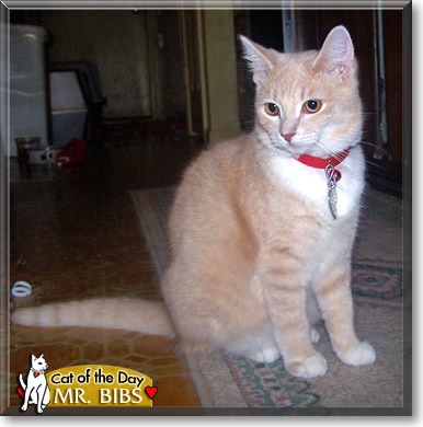 Mr. Bibs, the Cat of the Day