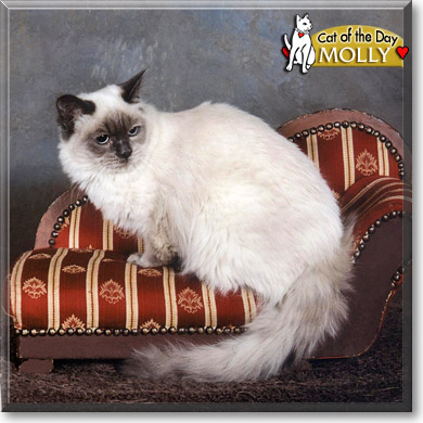 Molly, the Cat of the Day
