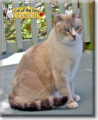 Georgie, the Cat of the Day