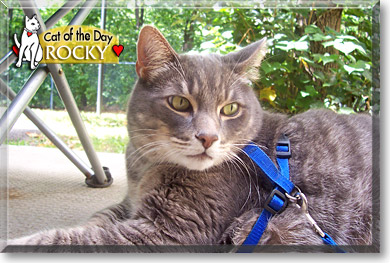 Rocky, the Cat of the Day
