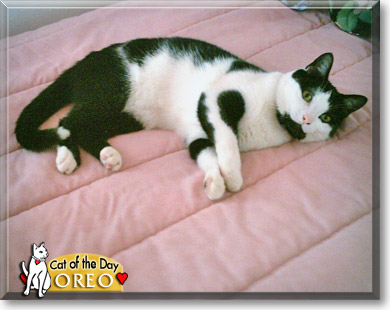 Oreo, the Cat of the Day