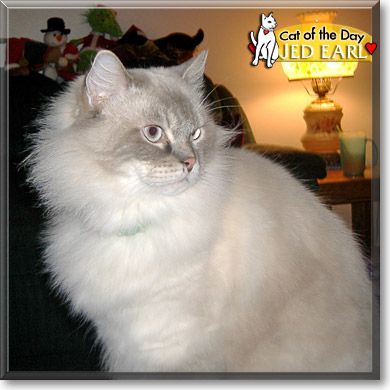 Jed Earl, the Cat of the Day