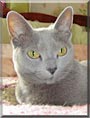 Kitty