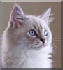 Newton