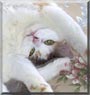 White Cat