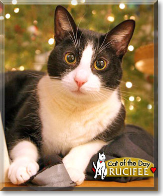 Rucifee, the Cat of the Day