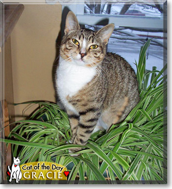 Gracie, the Cat of the Day