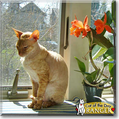 Ranger, the Cat of the Day