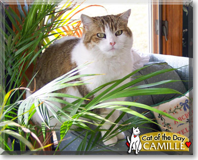 Camille, the Cat of the Day