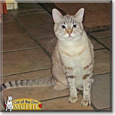Muffie, the Cat of the Day
