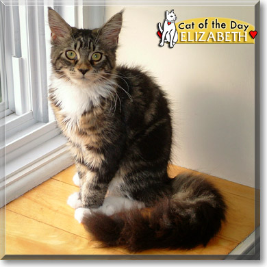 Elizabeth, the Cat of the Day